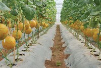 NSC tạm ứng 99Kl.app mobile mới nhất đợt 1/2017 bằng tiền mặt tỷ lệ 15% 