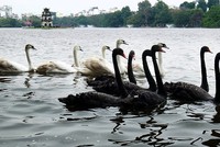 Phiên chiều 6/2: “Thiên nga đen” và chuyện 99Kl99 link đăng nhập ngày Tết