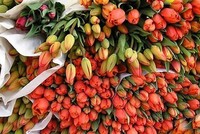 Hà Lan là một trong những thị trường Link Vào Nhà Cái KL99 COM Tặng +199k hoa lớn nhất của Việt Nam.