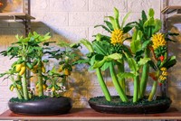 Cây kiểng làm từ đất sét hút khách dịp Tết