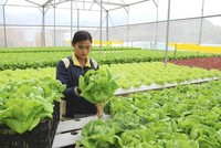 Tái diễn nạn lừa đảo đưa lao động sang Hàn Quốc làm nông nghiệp diện visa E8