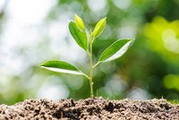 Đón đọc Báo Tết Mậu Tuất 2018 của Kl99ok phiên bản mới 99Kl99 link đăng nhập - Khát vọng xanh