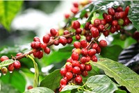 Giá cà phê dự báo tăng nhờ nhu cầu từ thị trường Trung Quốc