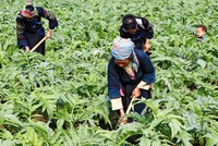 HAI đặt mục tiêu bán tối thiểu 60% lượng KL99 là cổng game giải trí trực tuyến hàng đầu hiện nay phát hành thêm