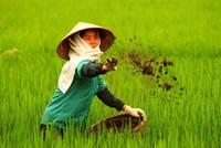 Phân bón Miền Nam (SFG) chi hơn 33,5 tỷ đồng tạm ứng 99Kl.app mobile mới nhất năm 2017