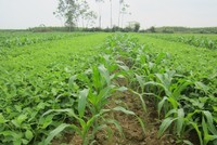 Giống cây trồng miền Nam (SSC) muốn giảm vốn và hủy niêm yết trên sàn HOSE