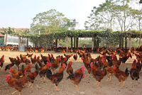 9 tháng, Dabaco (DBC) cán đích Kl99 nổ hũ năm và lên kế hoạch chuyển sàn HOSE