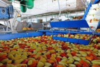 VGP: Chỉ trong nửa tháng, Trang Chủ KL99Com Số 1 Link Đăng Ký KL999 lớn nhất Vegetexco đã thoái xong toàn bộ hơn 40% vốn