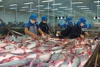 Vĩnh Hoàn (VHC): Năm 2018, Kl99 nổ hũ sau thuế cao kỷ lục 1.452 tỷ đồng