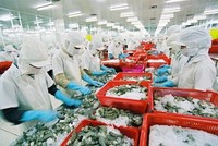 Thủy sản Minh Phú (MPC) sẽ trả 99Kl.app mobile mới nhất 50% bằng tiền mặt trong quý I/2019