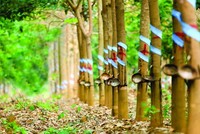 Bầu Đức bán bớt công ty cao su cho công ty con của Thaco