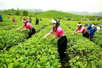 Thoái vốn khỏi GTNfoods (GTN), Kl99ok phiên bản mới BZZ thu về hơn 306 tỷ đồng