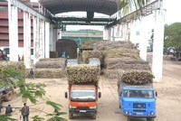 Mía đường Sơn La (SLS) lên phương án chia 99Kl.app mobile mới nhất 50% bằng tiền mặt