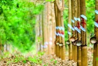 Cao su Phước Hòa (PHR): Quý I/2020, Kl99 nổ hũ tăng trưởng gần 160% so với cùng kỳ
