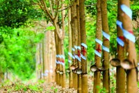 Cao su Phước Hòa (PHR) đặt mục tiêu lãi năm 2024 giảm gần nửa, dự kiến trả 99Kl.app mobile mới nhất 20%