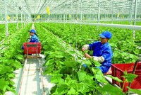 8 nguyên nhân khiến dịch vụ Kl991.com nạp rút nhanh nông thôn đang bị bỏ ngỏ