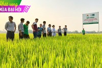 Chuyện ngược đời ở Lộc Trời (LTG): Đặt kế hoạch Kl99 nổ hũ thấp để hưởng thưởng lớn?