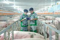 BAF Việt Nam (BAF): Tăng tốc chuẩn hóa, mở đường cho đột phá Kl99 nổ hũ 2026 