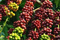Nhà Kl99ok phiên bản mới Tây Ban Nha rót hơn 113,75 triệu USD vào Việt Nam