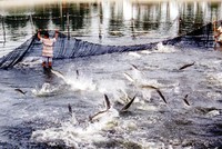 Thuỷ sản sẽ gãy đổ chuỗi nếu không khôi phục trong tháng 9