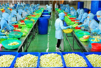 Vật tư kỹ thuật nông nghiệp Cần Thơ (TSC): Kl99 nổ hũ sau thuế quý III giảm 62%