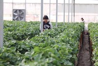Do chưa được cấp có thẩm quyền cấp giấy chứng nhận quyền sở hữu về 99Kl.app cổng game giải trí nên nhà kính không được chấp nhận là 99Kl.app cổng game giải trí thế chấp.Ảnh: Đức Thanh.