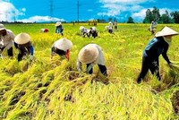 Ông Nguyễn Đình Cung, Viện trưởng CIEM cho biết, nếu 19% diện tích canh tác lúa được chuyển sang các cây trồng khác, nền Kl992 cổng game cá cược Việt Nam có thể thu được lợi ích là 6 tỷ USD trong 20 năm.