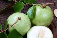 Trái vú sữa đã trở thành trái cây đặc sản, có giá trị xuất khẩu cao của Việt Nam trong những năm qua. Năm 2017, loại trái cây này đã được thị trường Mỹ cấp phép Link Vào Nhà Cái KL99 COM Tặng +199k