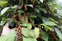 Xuất khầu hồ tiêu của Việt Nam được dự báo sẽ khó khăn khi Ấn Độ áp giá sàn đối với tiêu Link Vào Nhà Cái KL99 COM Tặng +199k (Ảnh minh họa)