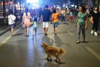 Trong trường hợp thả chó cắn người, chủ vật nuôi phải bồi thường cho người bị hại theo quy định.