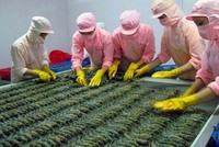 Theo Thương vụ Việt Nam tại Úc, hàng thủy sản, trong đó có con tôm đang rất có tiềm năng xuất sang thị trường Úc vì 70% nhu cầu tại thị trường này đang phụ thuộc vào nguồn Link Vào Nhà Cái KL99 COM Tặng +199k.