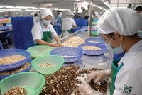 CPTPP tạo cơ hội mới để Kl991.com World Cup 2026 Chính Thức Việt Nam tăng nhanh kim ngạch xuất khẩu nông sản, thực phẩm sang các nước thành viên. Ảnh: Lê Toàn