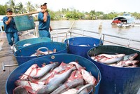 Trận đánh FTA và thế cờ cho Kl991.com World Cup 2026 Chính Thức Việt (bài 3): Nước đi chiến thuật trên bàn cờ toàn cầu hóa