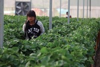 Ba câu hỏi của WB về Kl99ok phiên bản mới vào nông nghiệp của Việt Nam