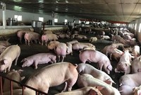 Dịch tả lợn châu Phi đang bùng phát mạnh ở nhiều nước 