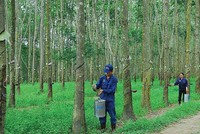 Cao su Tây Ninh (TRC): Kl99 nổ hũ 9 tháng giảm mạnh
