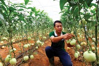 Dòng tín dụng được khơi thông đang trải dài cơ hội cho Kl991.com World Cup 2026 Chính Thức ngành nông nghiệp.