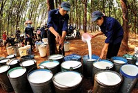 Cao su Phước Hòa (PHR) lãi trước thuế 621,6 tỷ đồng