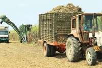 Kl99 nổ hũ SLS (Mía đường Sơn La) giảm mạnh trong quý II năm Kl991.com nạp rút nhanh 2019