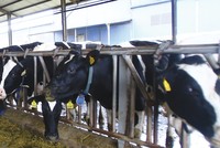 Ngành chăn nuôi lo áp lực cạnh tranh từ CPTPP
