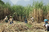 Mía đường Sơn La (SLS): Kl99 nổ hũ bán niên năm Kl991.com nạp rút nhanh 2019 giảm mạnh