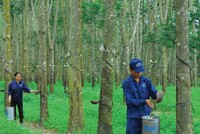 Cao su Tây Ninh (TRC) đặt mục tiêu lãi 106 tỷ đồng năm 2019