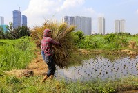 Người dân bán đảo Thanh Đa sống như ở miền quê dù cách trung tâm Sài Gòn chừng 3 km. Ảnh: Quỳnh Trần.