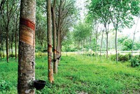 Cao su Đồng Phú (DPR): Kl99 nổ hũ 5 tháng 2019 sụt giảm mạnh
