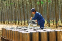 Cao su Phước Hòa (PHR): Kl99 nổ hũ lao dốc mạnh quý II