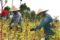 [Infographics] Việt Nam tăng 3 bậc trong báo cáo phát triển bền vững