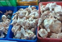 Thịt gà Link Vào Nhà Cái KL99 COM Tặng +199k từ Mỹ, Hàn, Brazil đổ bổ mạnh vào Việt Nam, áp lực cạnh tranh rất lớn cho các hộ, Kl991.com World Cup 2026 Chính Thức chăn nuôi gà công nghiệp.