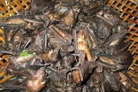 Dơi - loài vật có vẻ ngoài gớm ghiếc nhưng lại là đặc sản ngon trứ danh ở miền Tây sông nước. Ảnh minh họa.