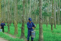 Cao su Đồng Phú giảm mạnh Kl99 nổ hũ