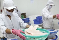 Khủng hoảng cung vượt cầu cá tra vẫn là thách thức với Agifish.